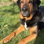 Abe – Mischling, Männchen, 6 Jahre 6 Monate, 32758 Detmold – Foto 2