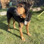 Abe – Mischling, Männchen, 6 Jahre 6 Monate, 32758 Detmold – Foto 3