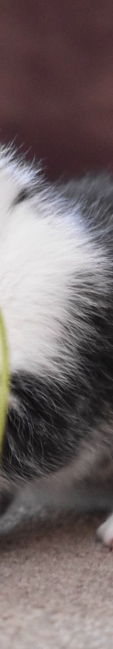 Katzenkinder – Katze, Unbekannt, Alter unbekannt, 97816 Lohr – Foto 1