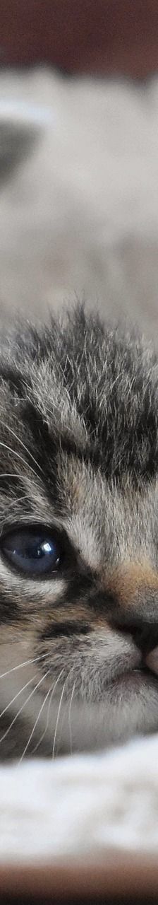 Katzenkinder – Katze, Unbekannt, Alter unbekannt, 97816 Lohr – Foto 2