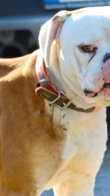 Hansi – Boxer, Männchen, 2 Jahre 7 Monate, 39576 Stendal – Foto 1