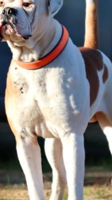 Hansi – Boxer, Männchen, 2 Jahre 7 Monate, 39576 Stendal – Foto 2