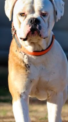 Hansi – Boxer, Männchen, 2 Jahre 7 Monate, 39576 Stendal – Foto 3