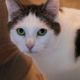 Hansi – Boxer, Männchen, 2 Jahre 7 Monate, 39576 Stendal – Foto 23
