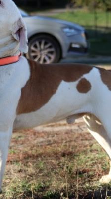 Hansi – Boxer, Männchen, 2 Jahre 7 Monate, 39576 Stendal – Foto 4
