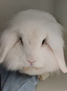 Wally – Widder Kaninchen, Männchen, 4 Jahre 5 Monate, 70195 Stuttgart-Botnang – Foto 1