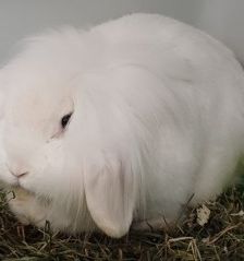 Wally – Widder Kaninchen, Männchen, 4 Jahre 5 Monate, 70195 Stuttgart-Botnang – Foto 3
