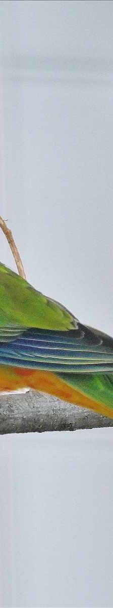 Rainbow – Glanzsittich, Weibchen, 7 Jahre, 81829 München – Foto 1