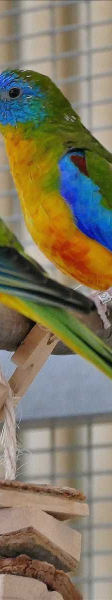 Rainbow – Glanzsittich, Weibchen, 7 Jahre, 81829 München – Foto 2