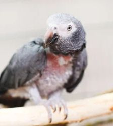 Peppi – Timneh-Graupapagei, Weibchen, 45 Jahre, 13057 Berlin – Foto 2