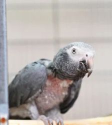 Peppi – Timneh-Graupapagei, Weibchen, 45 Jahre, 13057 Berlin – Foto 3