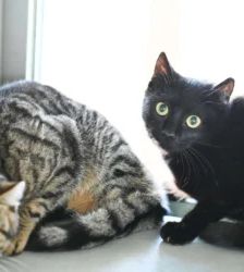 Alamea & Aluna – EKH, Männchen, 11 Monate, 13057 Berlin – Foto 2