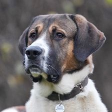 Cooper – Bernhardiner-Kangal-Mischling, Männchen, 2 Jahre, 90537 Feucht – Foto 1