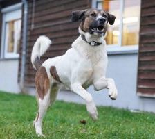 Cooper – Bernhardiner-Kangal-Mischling, Männchen, 2 Jahre, 90537 Feucht – Foto 2