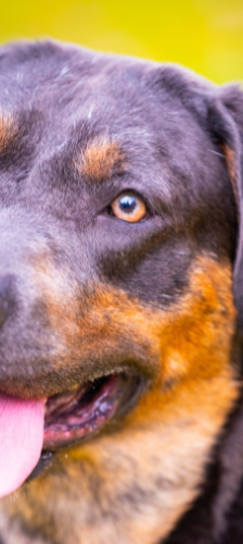 Thor – Labrador-Mischling, Männchen, 1 Jahr 6 Monate, 28357 Bremen – Foto 1