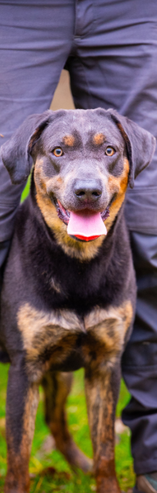 Thor – Labrador-Mischling, Männchen, 1 Jahr 6 Monate, 28357 Bremen – Foto 2