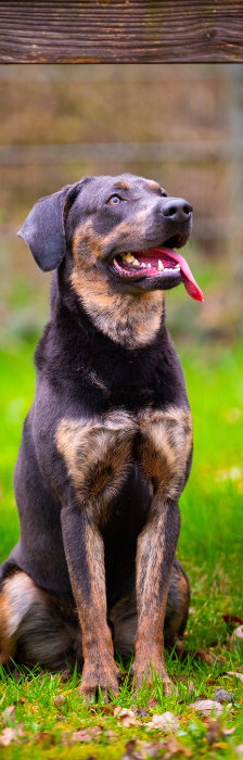 Thor – Labrador-Mischling, Männchen, 1 Jahr 6 Monate, 28357 Bremen – Foto 3