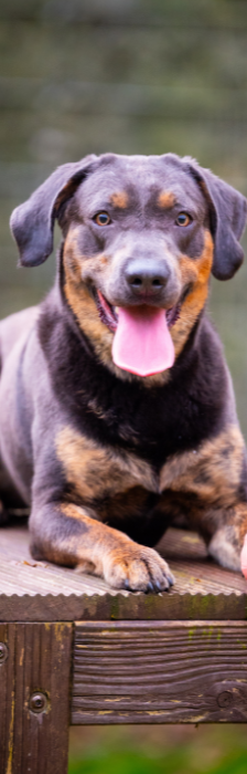 Thor – Labrador-Mischling, Männchen, 1 Jahr 6 Monate, 28357 Bremen – Foto 4