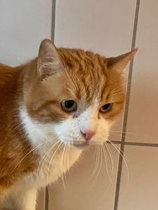 Alfonso – Katze, Unbekannt, Alter unbekannt, 90537 Feucht – Foto 1