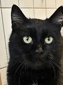 Alfonso – Katze, Unbekannt, Alter unbekannt, 90537 Feucht – Foto 3