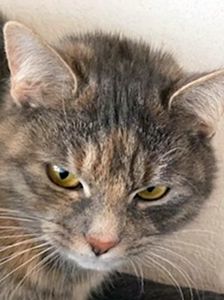 Alfonso – Katze, Unbekannt, Alter unbekannt, 90537 Feucht – Foto 4