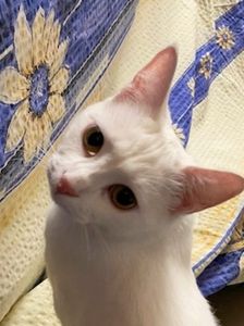 Alfonso – Katze, Unbekannt, Alter unbekannt, 90537 Feucht – Foto 5