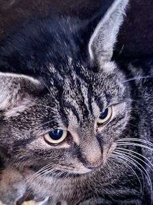 Alfonso – Katze, Unbekannt, Alter unbekannt, 90537 Feucht – Foto 6