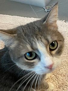 Alfonso – Katze, Unbekannt, Alter unbekannt, 90537 Feucht – Foto 7