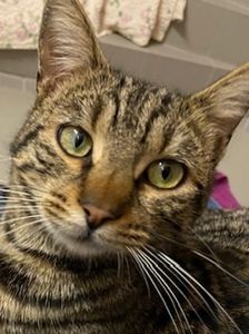 Alfonso – Katze, Unbekannt, Alter unbekannt, 90537 Feucht – Foto 8
