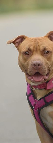 Pennywise – Mix-Pitbull, Männchen, Alter unbekannt, 45141 Essen – Foto 1