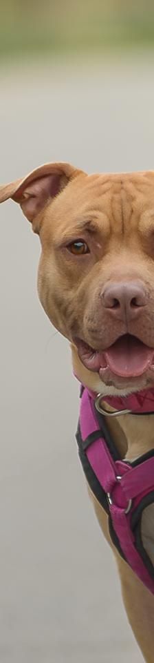 Pennywise – Mix-Pitbull, Männchen, Alter unbekannt, 45141 Essen – Foto 2
