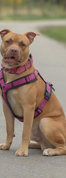 Pennywise – Mix-Pitbull, Männchen, Alter unbekannt, 45141 Essen – Foto 3