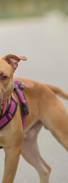 Pennywise – Mix-Pitbull, Männchen, Alter unbekannt, 45141 Essen – Foto 4
