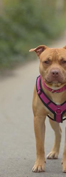 Pennywise – Mix-Pitbull, Männchen, Alter unbekannt, 45141 Essen – Foto 5