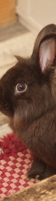 Dusty – Löwenköpfchen, Männchen, Alter unbekannt, 58553 Halver – Foto 2