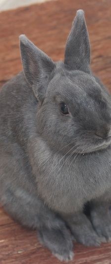 Dusty – Löwenköpfchen, Männchen, Alter unbekannt, 58553 Halver – Foto 6