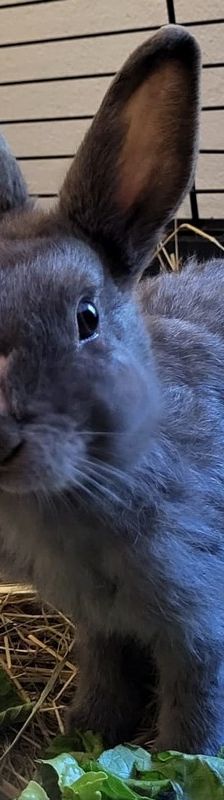 Dusty – Löwenköpfchen, Männchen, Alter unbekannt, 58553 Halver – Foto 8
