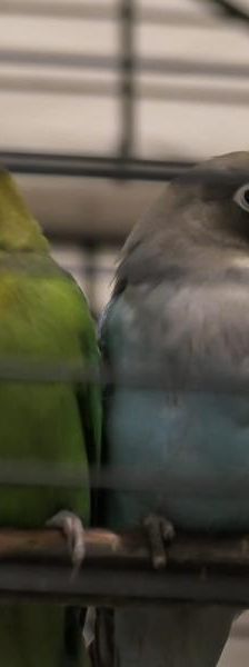 Roma – Vogel, Weibchen, 3 Jahre 5 Monate, 45141 Essen – Foto 1