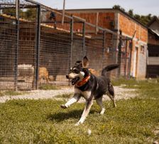 Dustin – Mischling, Männchen, Alter unbekannt, Nordic Strays e.V. – Foto 2