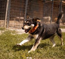 Dustin – Mischling, Männchen, Alter unbekannt, Nordic Strays e.V. – Foto 3