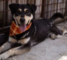 Dustin – Mischling, Männchen, Alter unbekannt, Nordic Strays e.V. – Foto 4