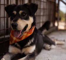 Dustin – Mischling, Männchen, Alter unbekannt, Nordic Strays e.V. – Foto 5