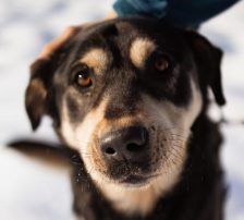 Dustin – Mischling, Männchen, Alter unbekannt, Nordic Strays e.V. – Foto 6