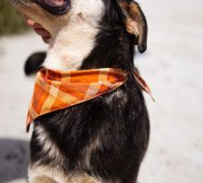 Dustin – Mischling, Männchen, Alter unbekannt, Nordic Strays e.V. – Foto 8