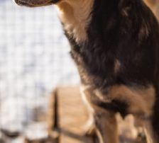 Dustin – Mischling, Männchen, Alter unbekannt, Nordic Strays e.V. – Foto 9
