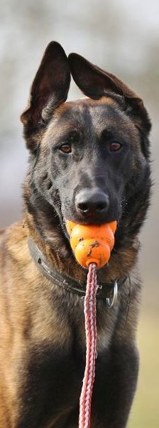 Anton – Malinois, Männchen, 6 Jahre 7 Monate, 13057 Berlin – Foto 1