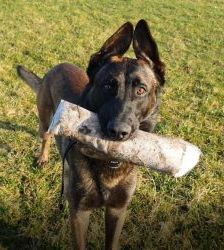 Anton – Malinois, Männchen, 6 Jahre 7 Monate, 13057 Berlin – Foto 2