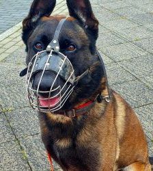 Anton – Malinois, Männchen, 6 Jahre 7 Monate, 13057 Berlin – Foto 11