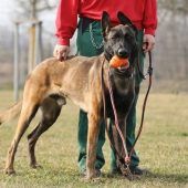 Anton – Malinois, Männchen, 6 Jahre 7 Monate, 13057 Berlin – Foto 3