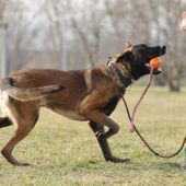 Anton – Malinois, Männchen, 6 Jahre 7 Monate, 13057 Berlin – Foto 4